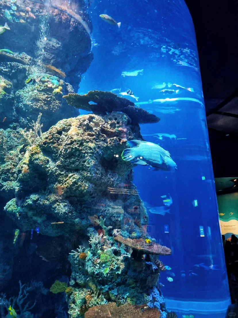 大学生放假直冲新加坡来旅游了，攻略速🐎