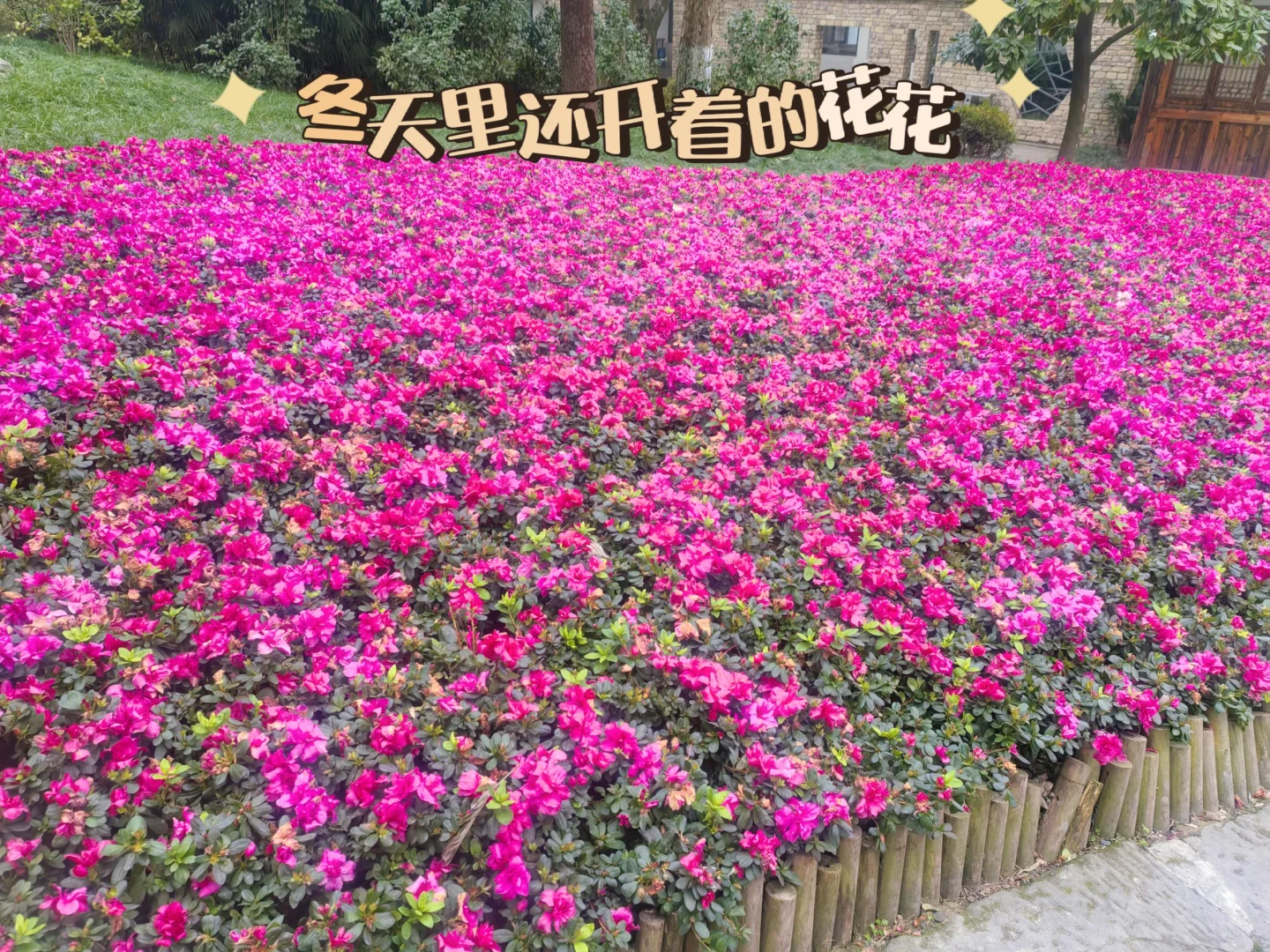 重庆｜鹅岭公园-超全旅游攻略🔥