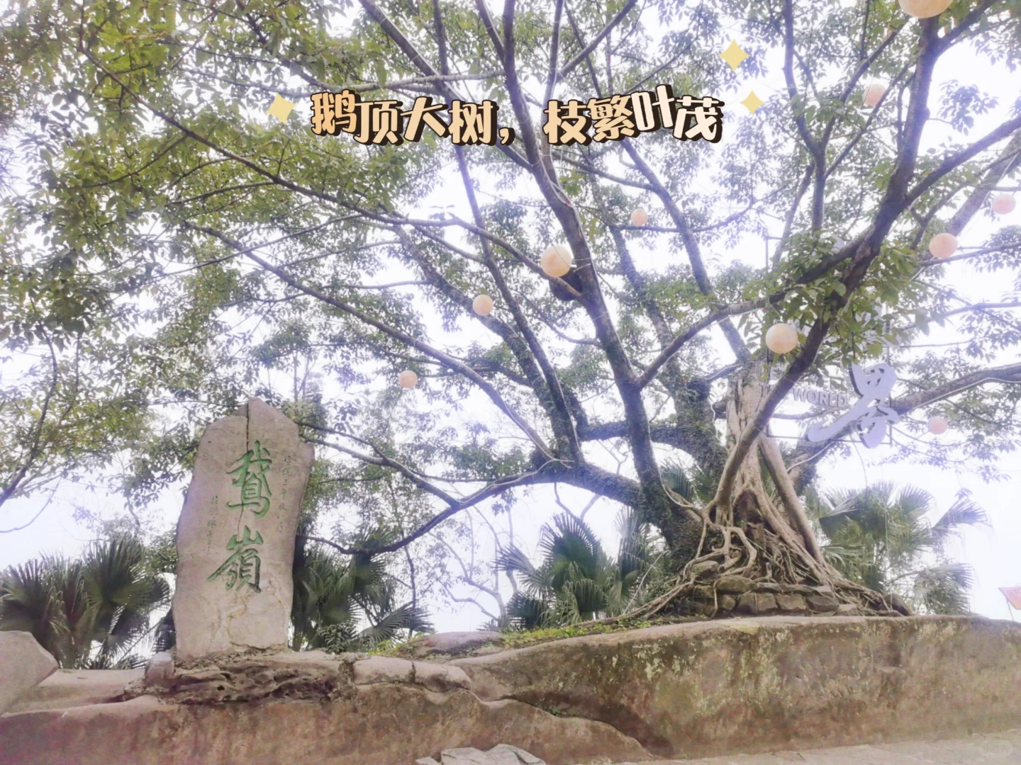 重庆｜鹅岭公园-超全旅游攻略🔥