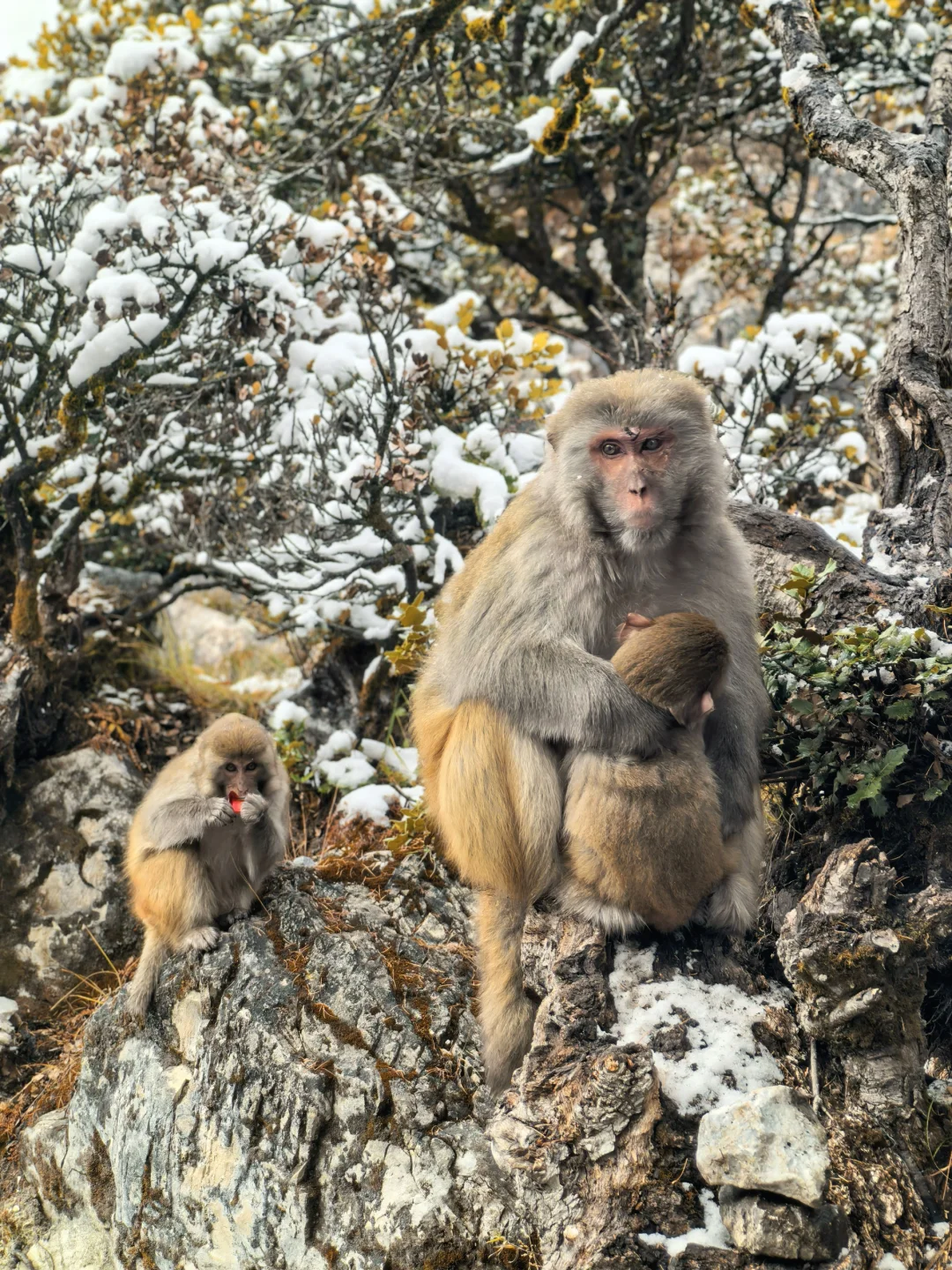 冬天的稻城亚丁，比想象中更美（附攻略）