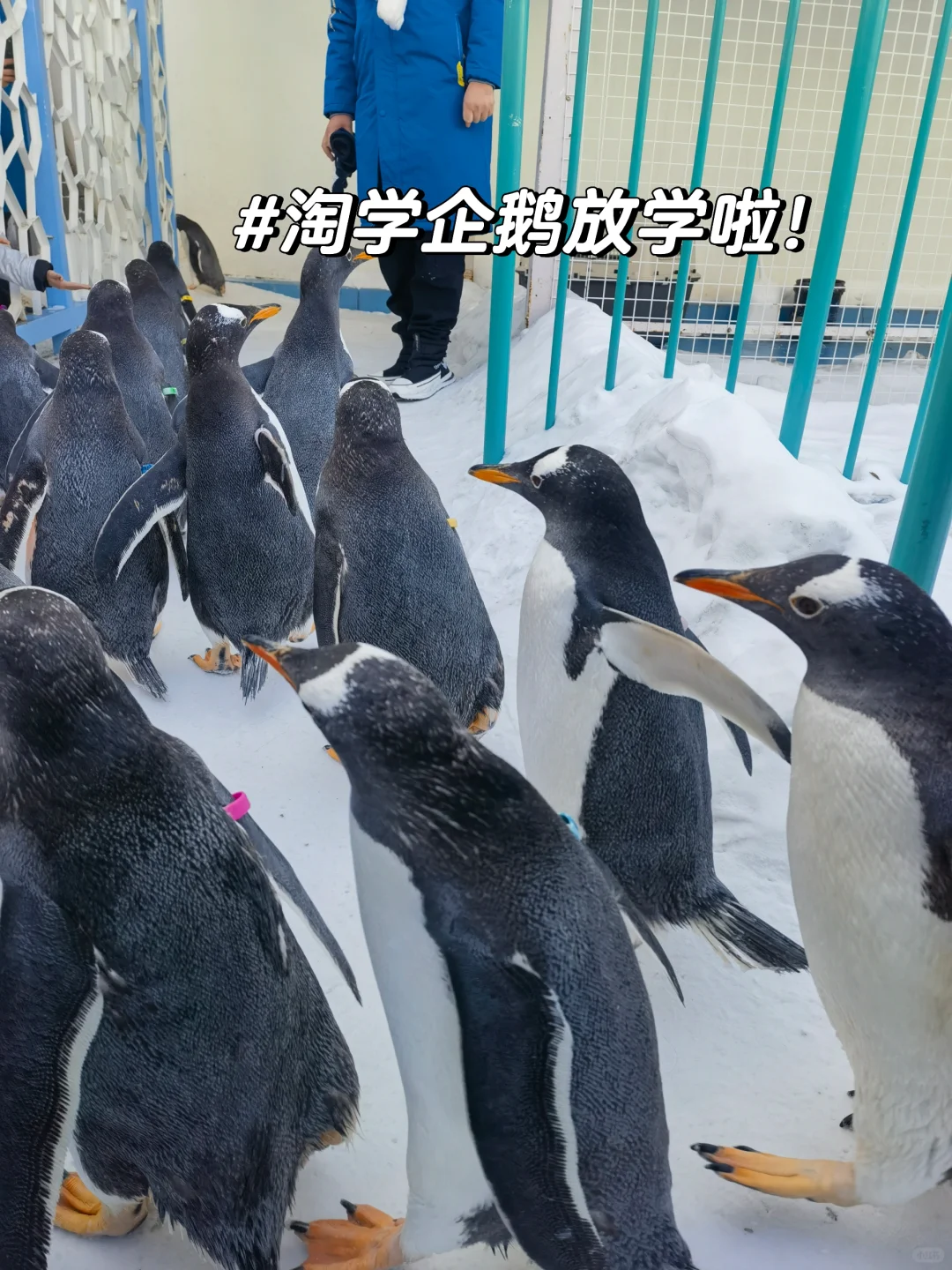 让我来看看各位老师寒假旅游都去了哪里？