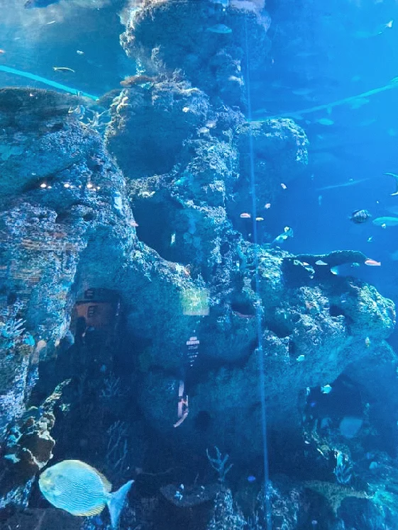 大学生放假直冲新加坡来旅游了，攻略速🐎