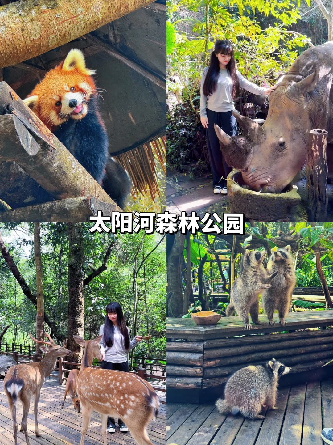 西双版纳➕普洱5天4晚懒人攻略！