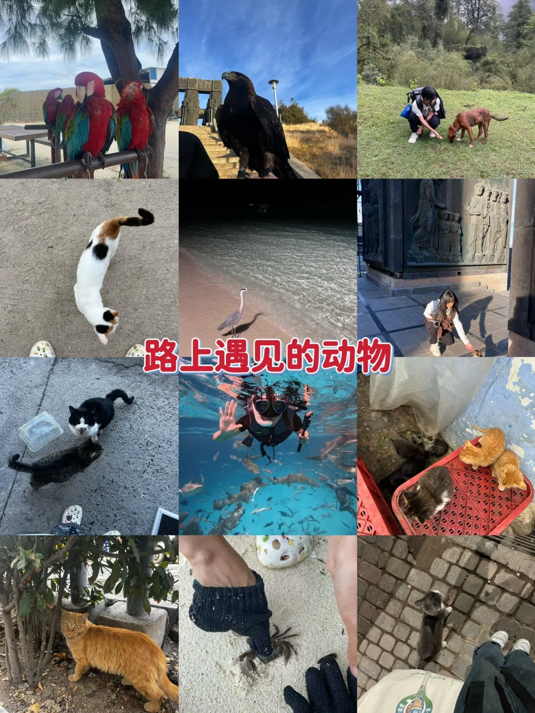 被自己穷笑了，游历31国才花6w+