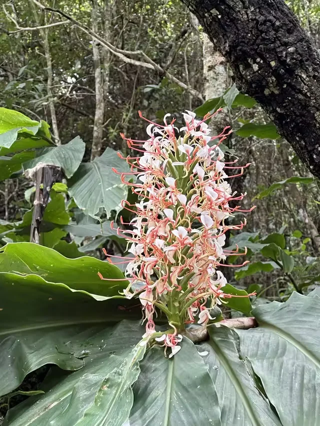 特惠定票-普洱太阳河森林公园（熊猫庄园）
