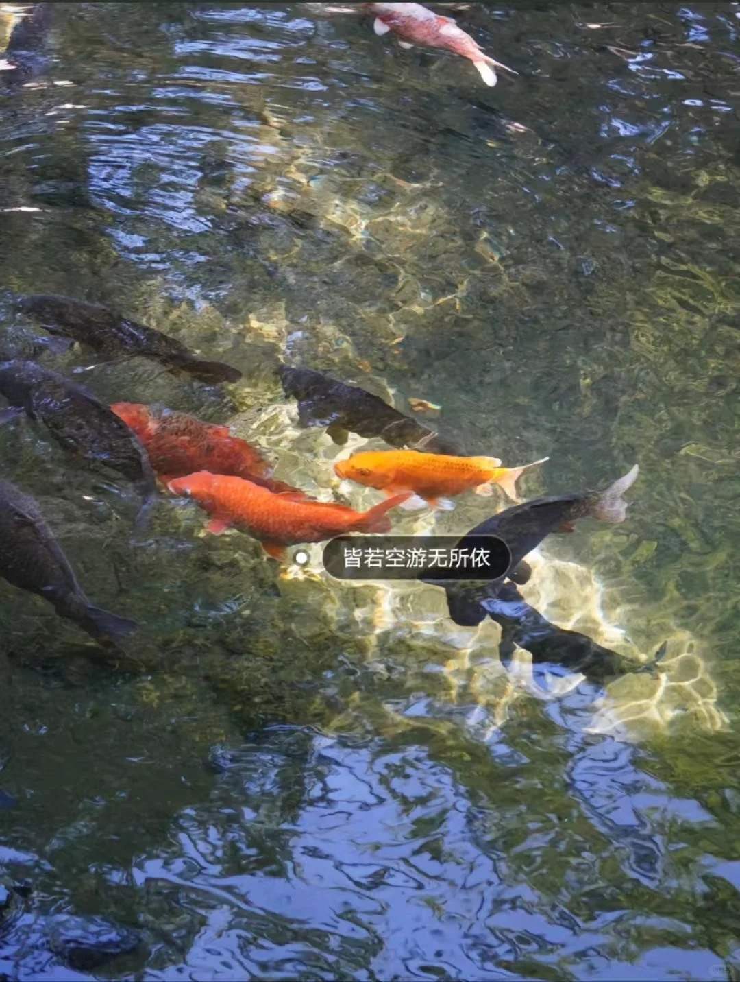 邯郸到济南一日游跟团游，邯郸周边游攻略