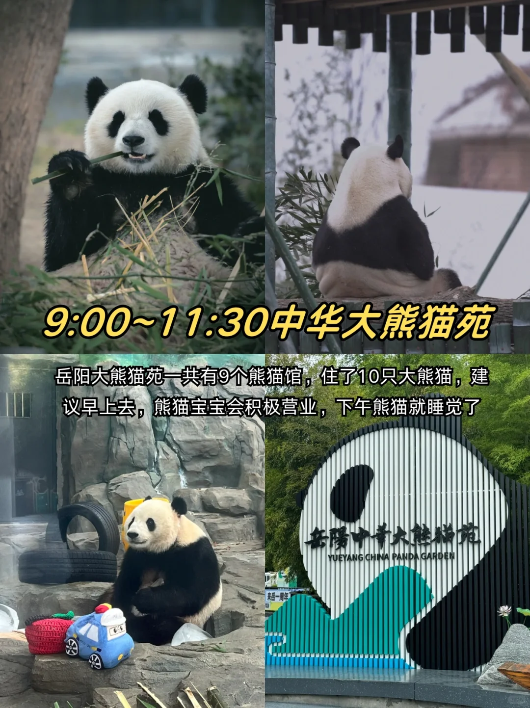 岳阳极限一日游！！附详细景点攻略✅