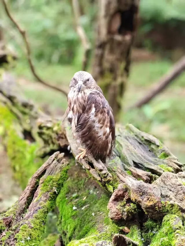 特惠定票-普洱太阳河森林公园（熊猫庄园）
