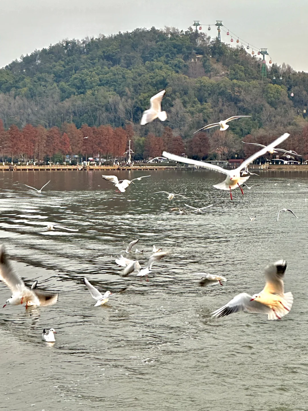 不是大理去不起，而是东湖更有性价比！！！