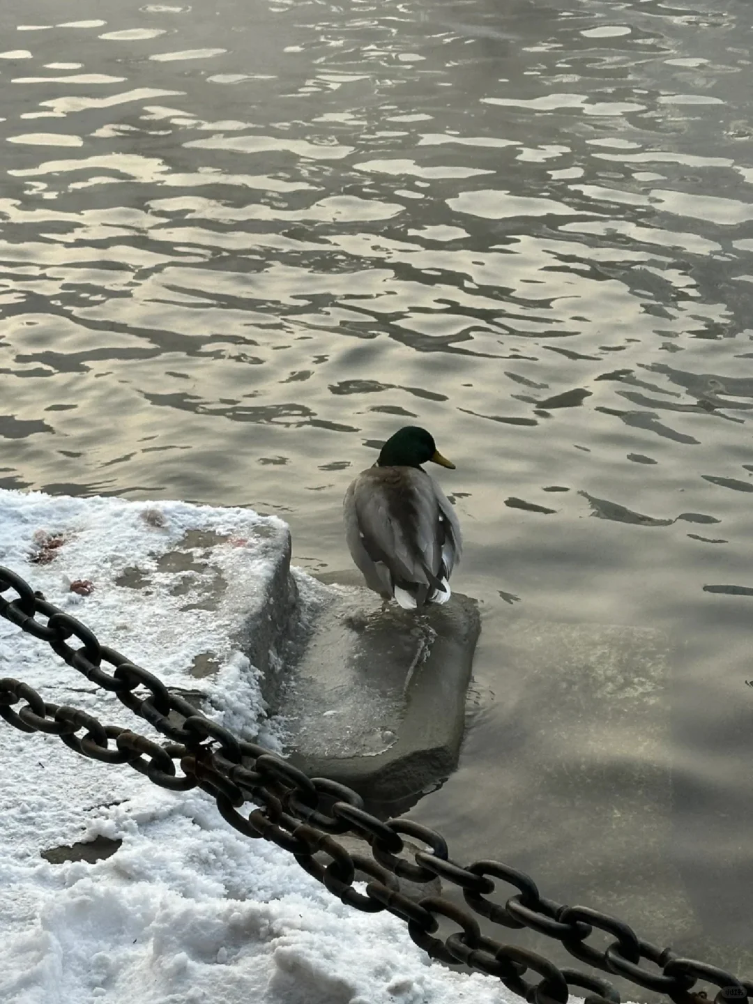 乌鲁木齐半日游—看雾凇的好去处❄️