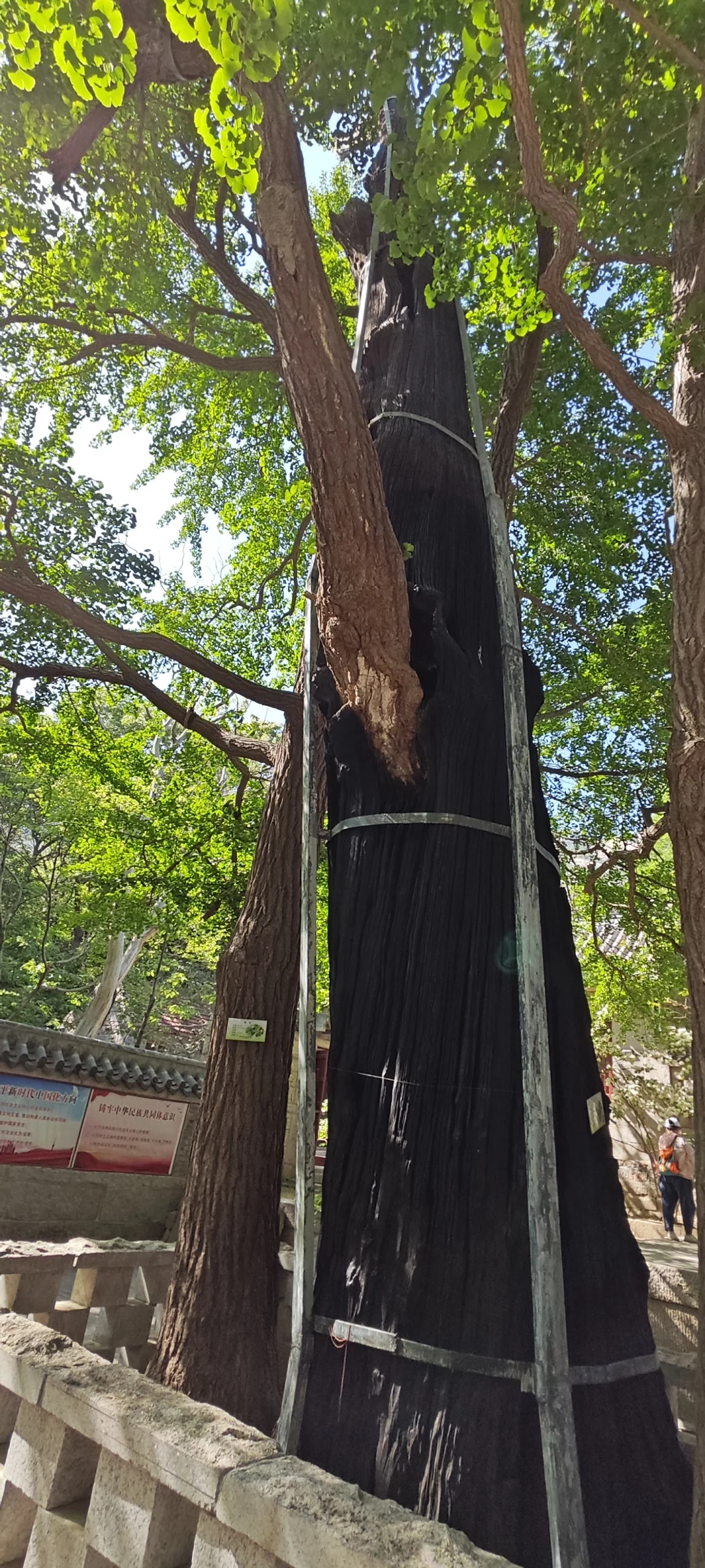 崂山太清游览区登山（三）