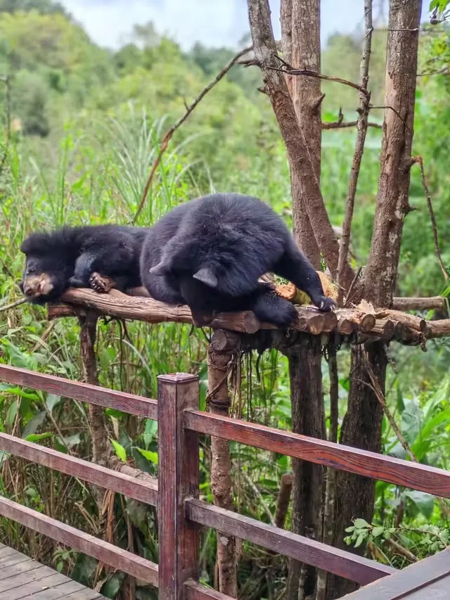 特惠定票-普洱太阳河森林公园（熊猫庄园）