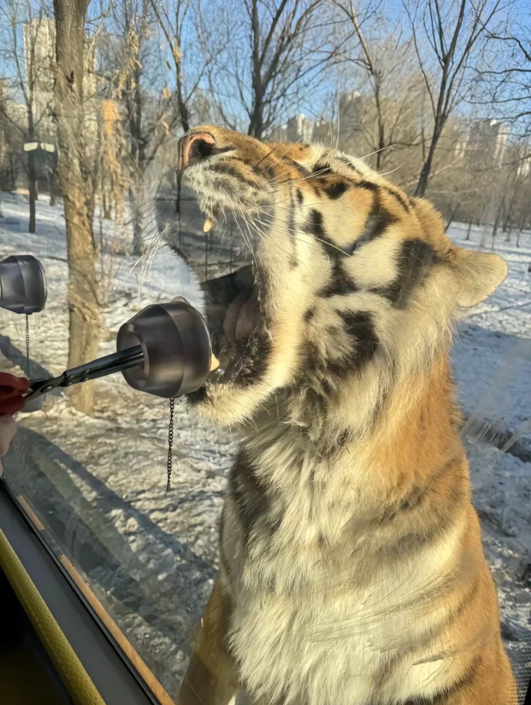 强力建议我的哈尔滨领队师傅（不是拖