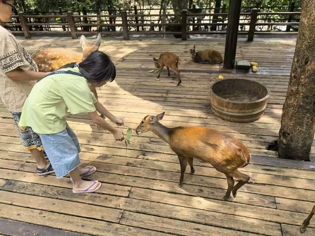 特惠定票-普洱太阳河森林公园（熊猫庄园）