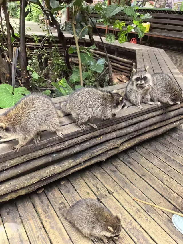 特惠定票-普洱太阳河森林公园（熊猫庄园）