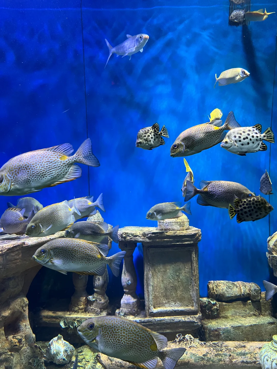 （北海旅游通知）寒假去北海一定要提前看！