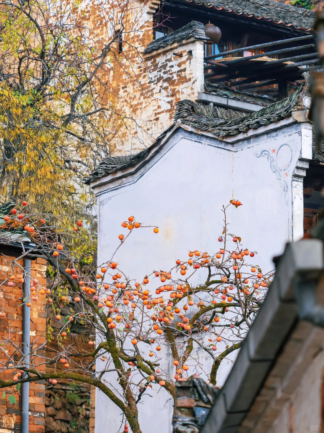 往返33次婺源，我最爱这9个免费古村落🌳