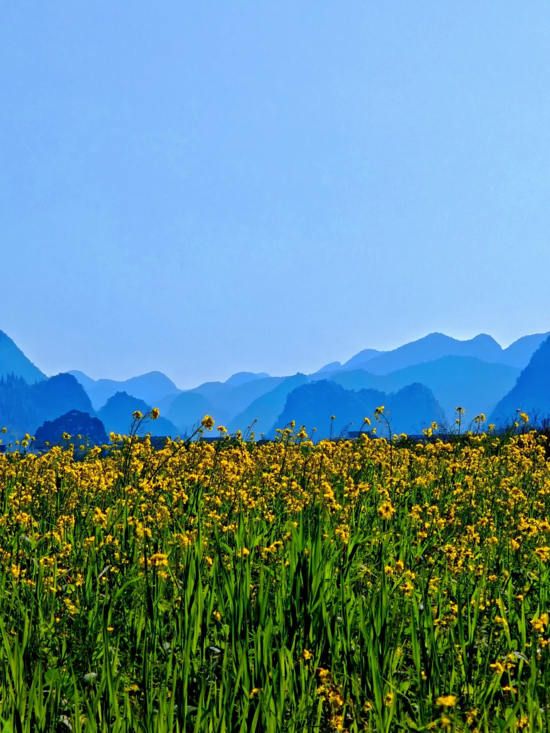 天下山峰何其多，唯有此处峰成林