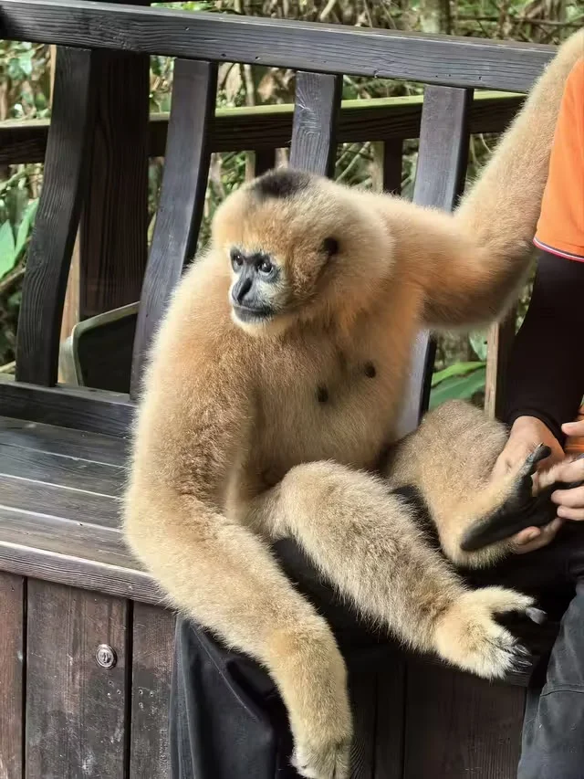 特惠定票-普洱太阳河森林公园（熊猫庄园）