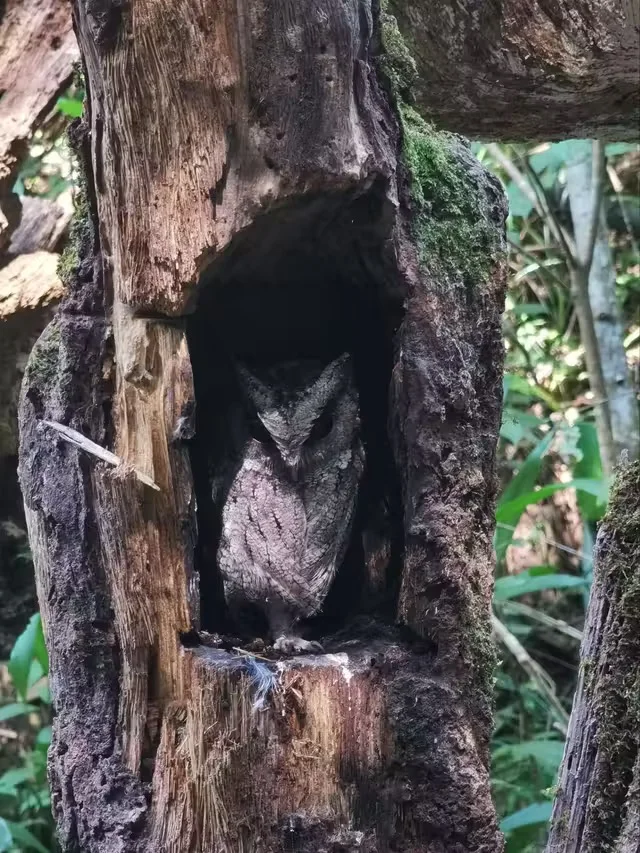 特惠定票-普洱太阳河森林公园（熊猫庄园）