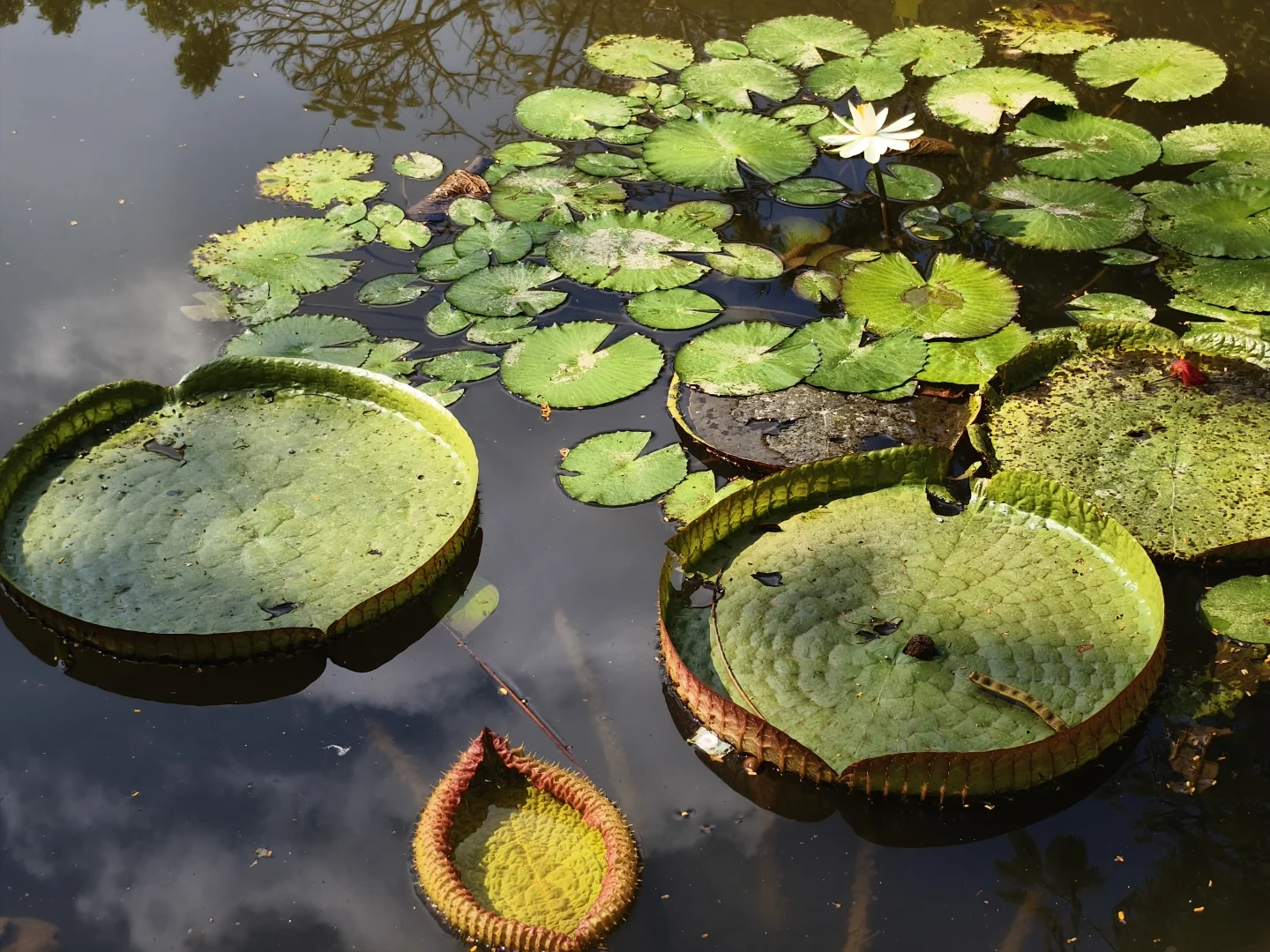 西双版纳|曼听公园+总佛寺