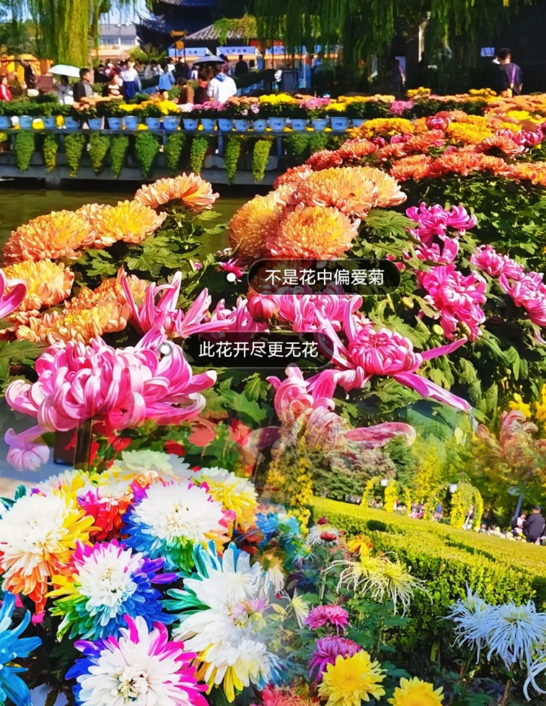 邯郸到开封菊花文化节，自由逛吃开封！