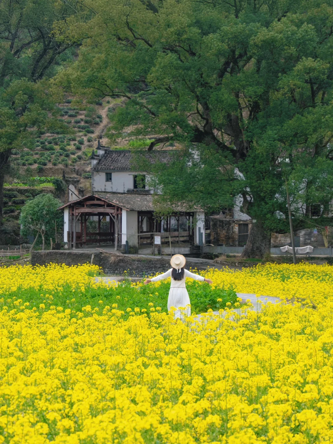 往返33次婺源，我最爱这9个免费古村落🌳