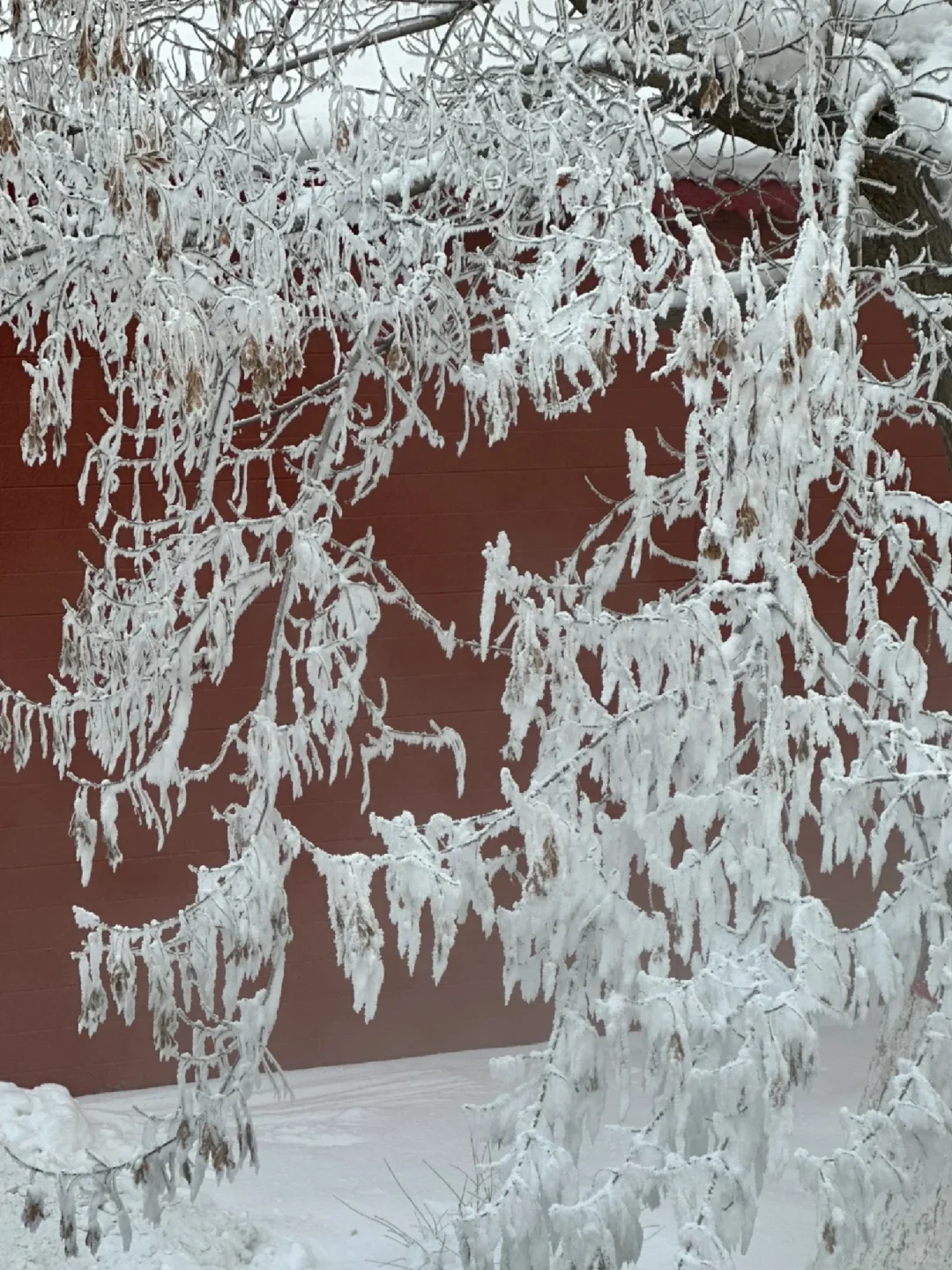 乌鲁木齐半日游—看雾凇的好去处❄️