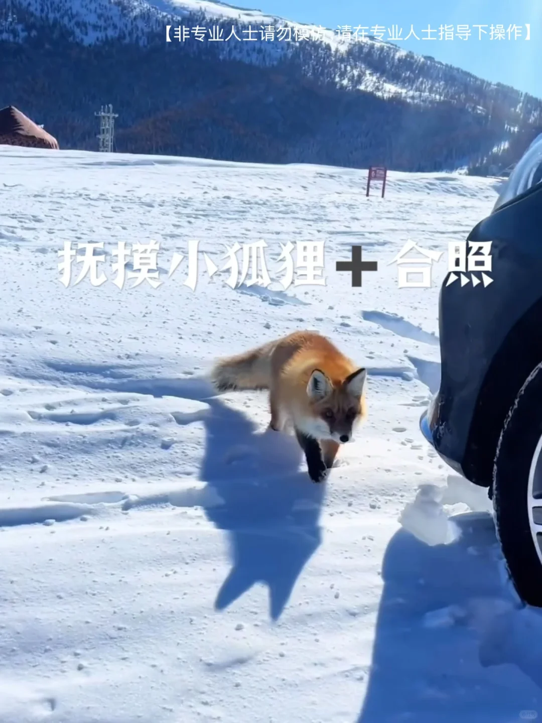 人均1W足矣❗冬天的伊犁真不比阿勒泰差🌟