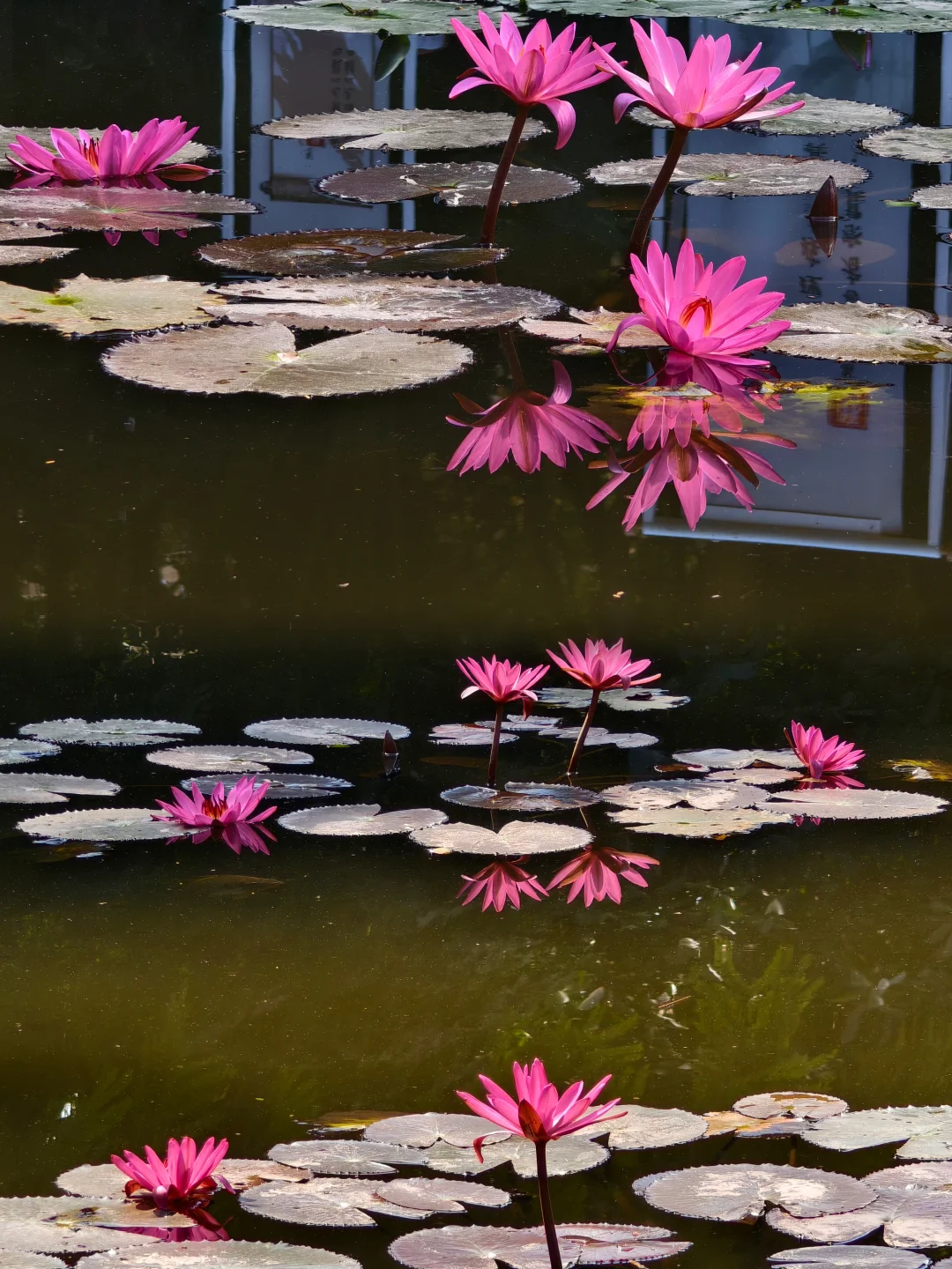 西双版纳|曼听公园+总佛寺