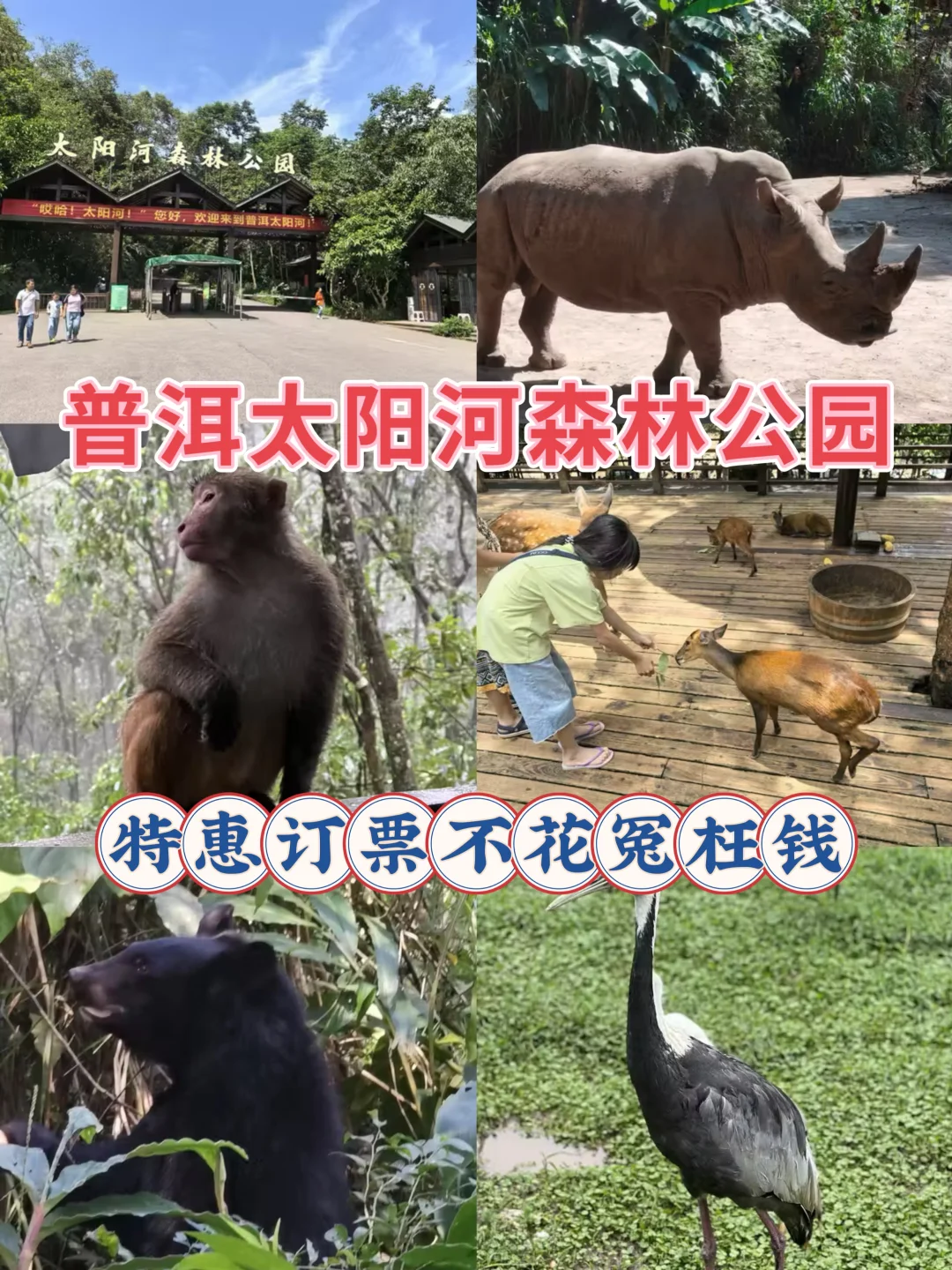 特惠定票-普洱太阳河森林公园（熊猫庄园）