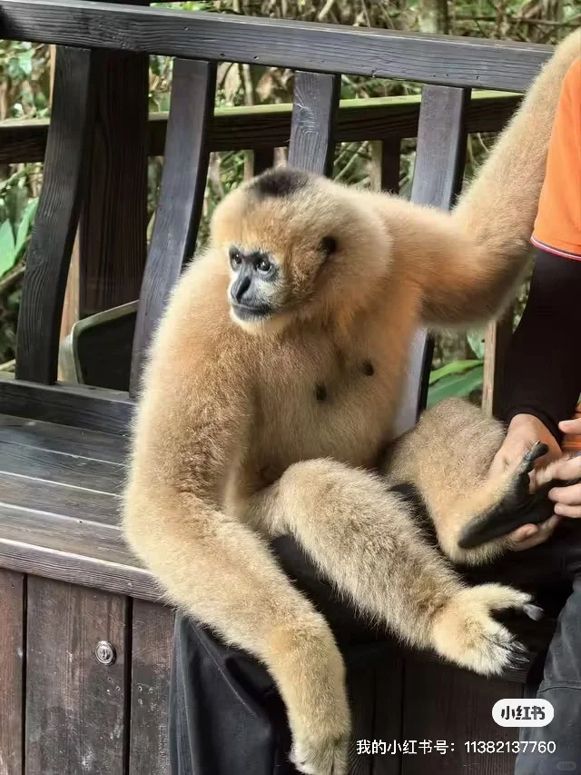 特惠定票-普洱太阳河森林公园（熊猫庄园）