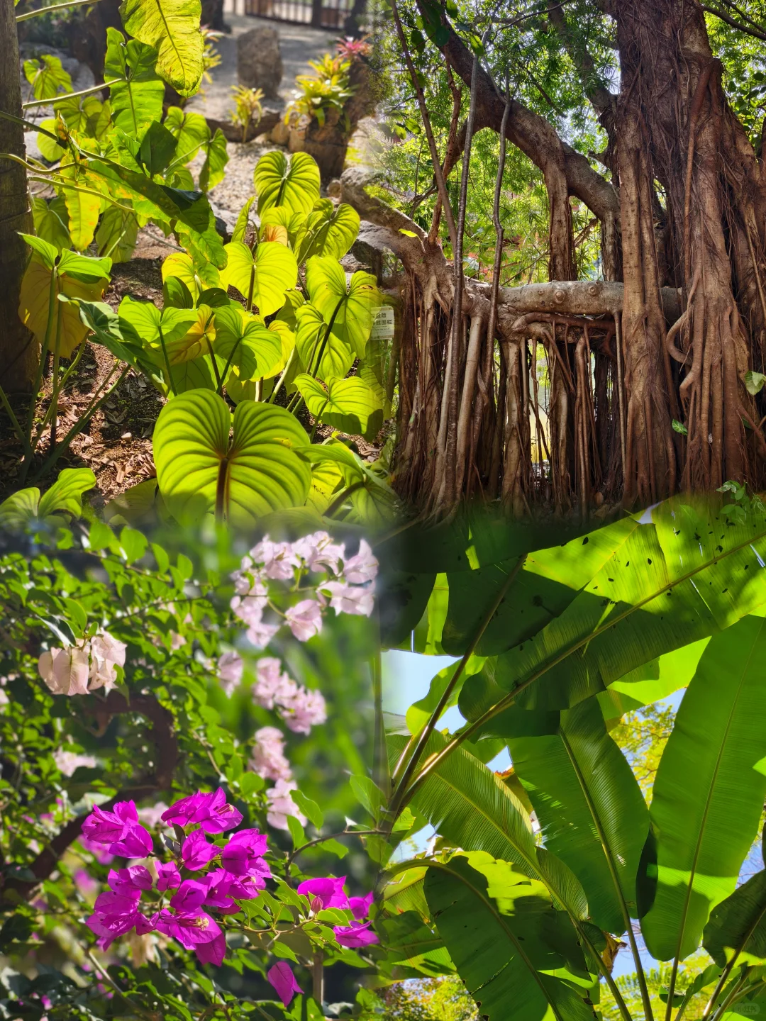 西双版纳|曼听公园+总佛寺