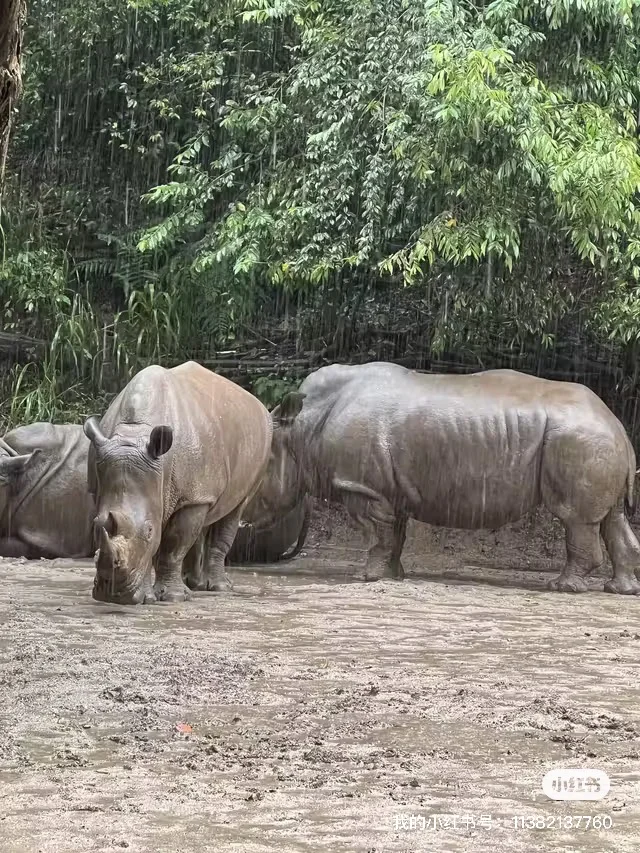 特惠定票-普洱太阳河森林公园（熊猫庄园）
