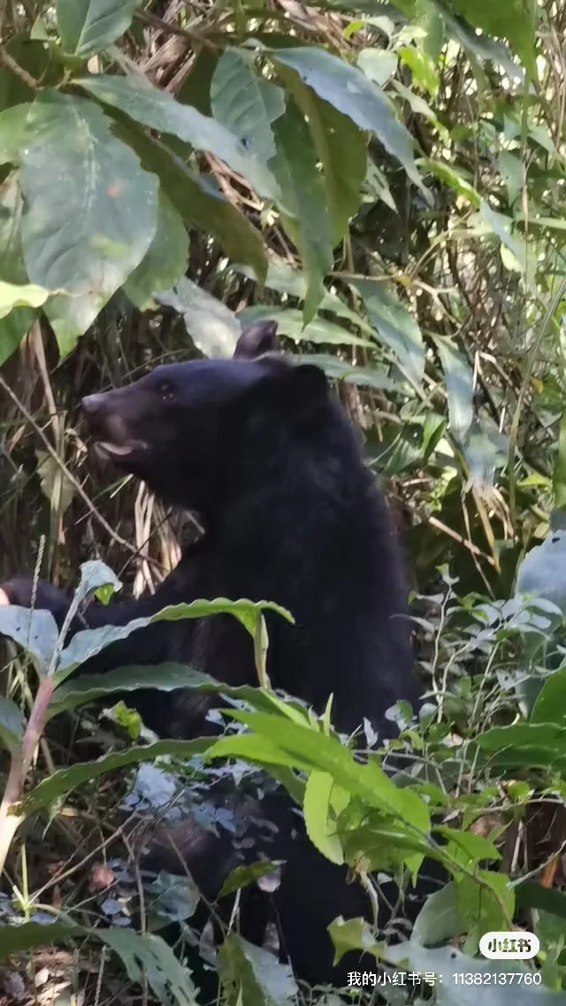 特惠定票-普洱太阳河森林公园（熊猫庄园）