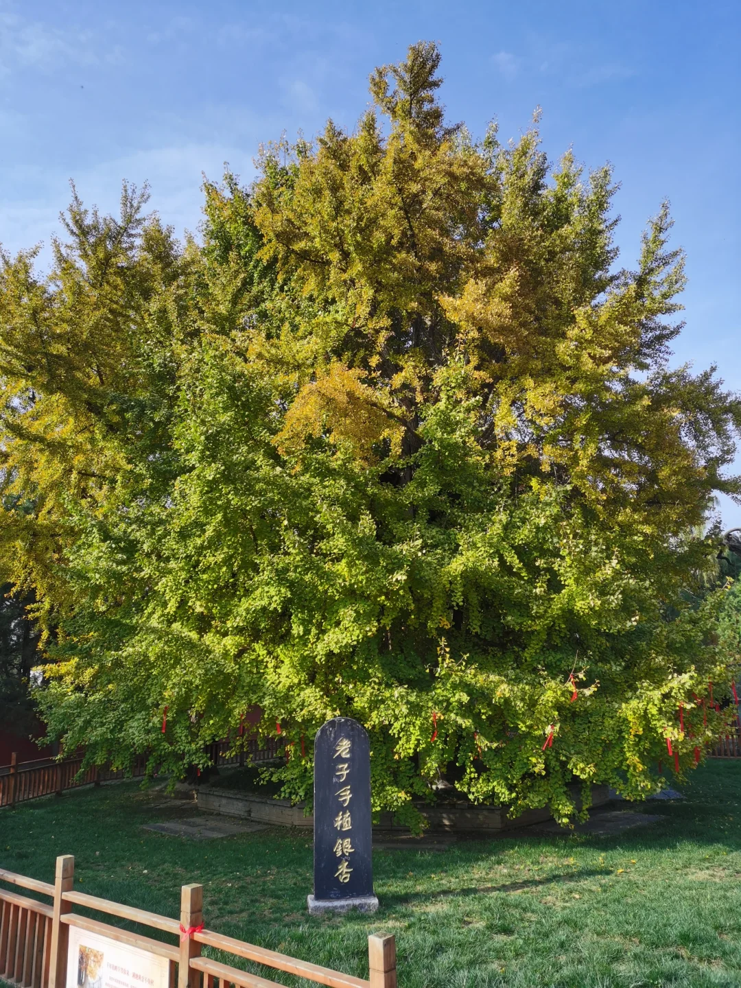 西安周边游:周至县 古楼观 老子亲植银杏