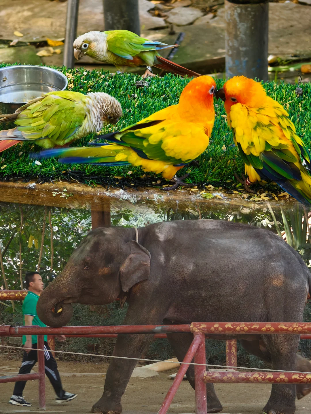 西双版纳|曼听公园+总佛寺