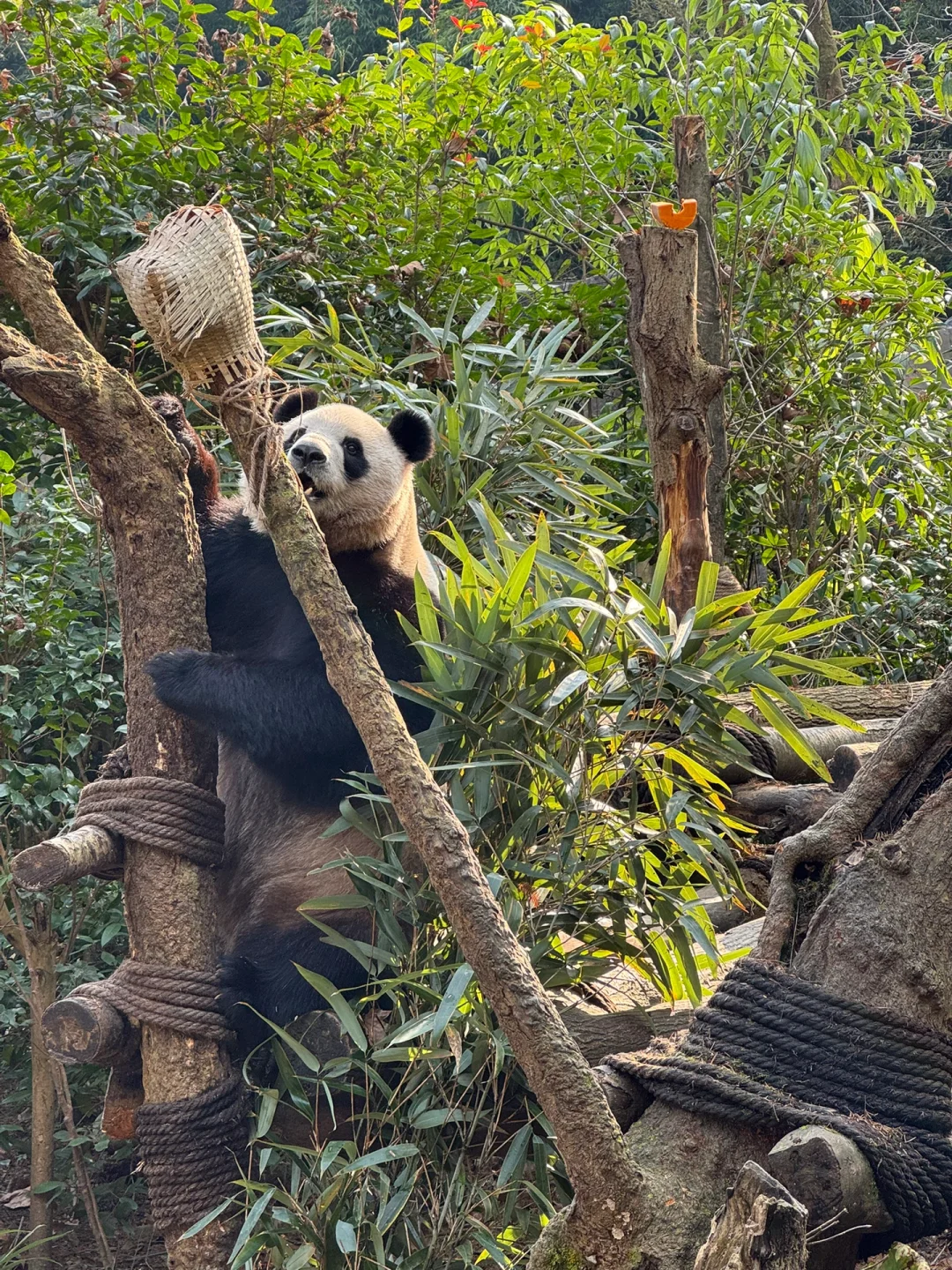 听劝‼️千万别直接去都江堰和熊猫谷