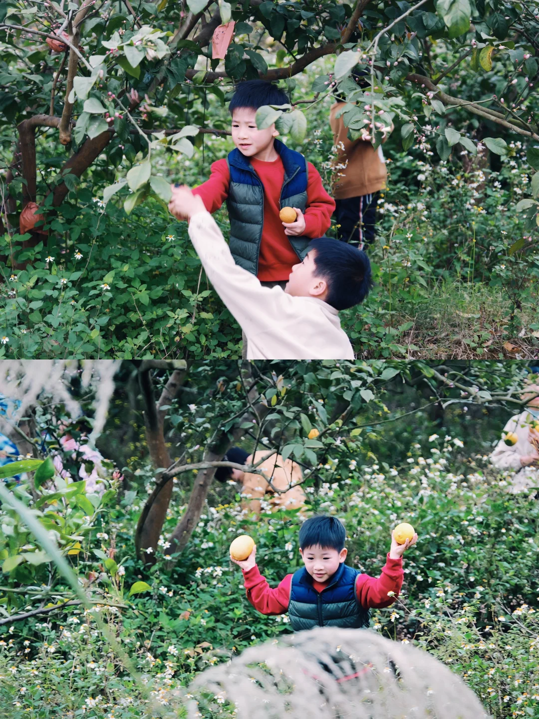 南宁遛娃｜离南宁最近的喀斯特山！摘果徒步！