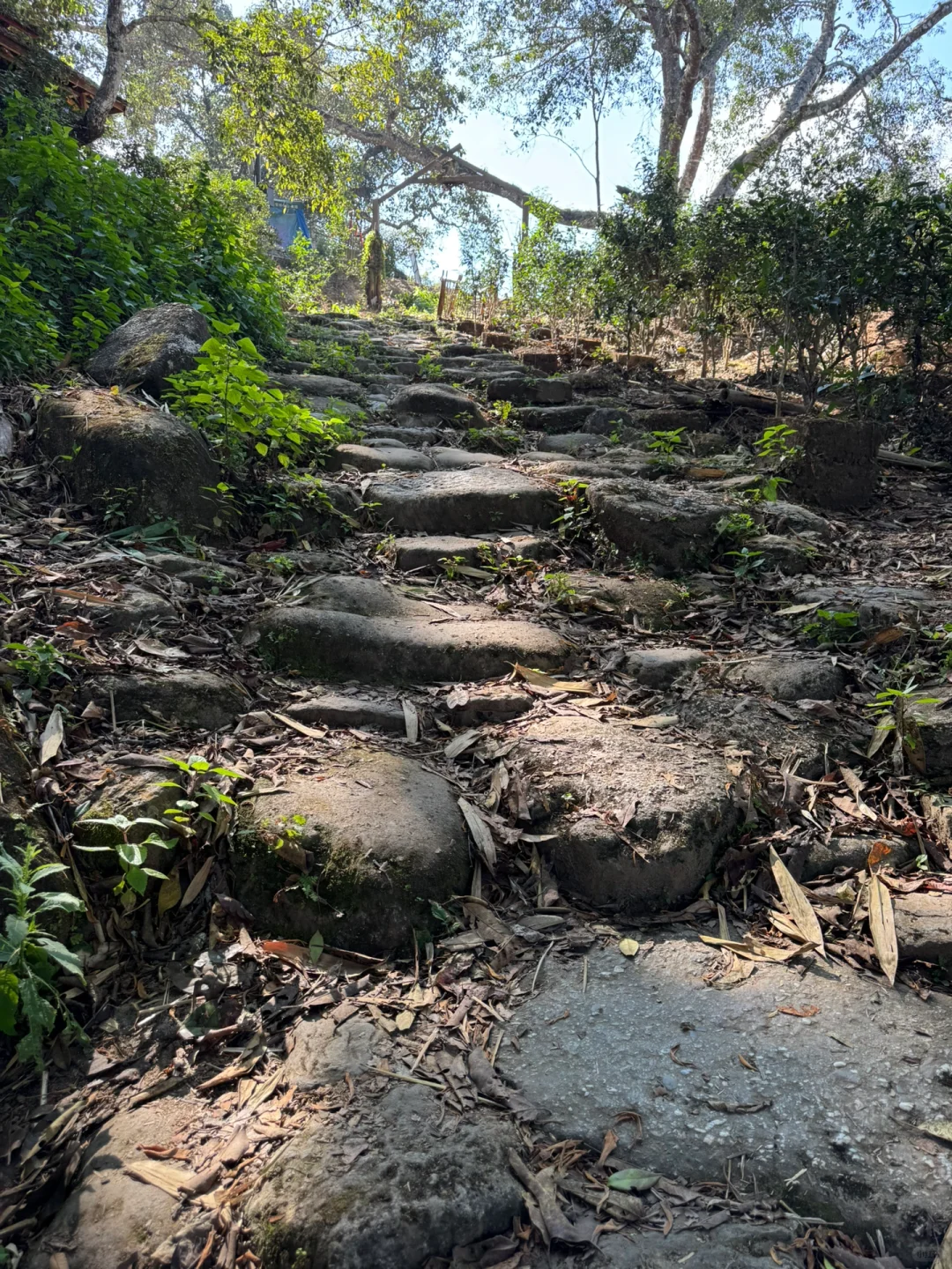 2025年1月12、13日景迈山旅游攻略