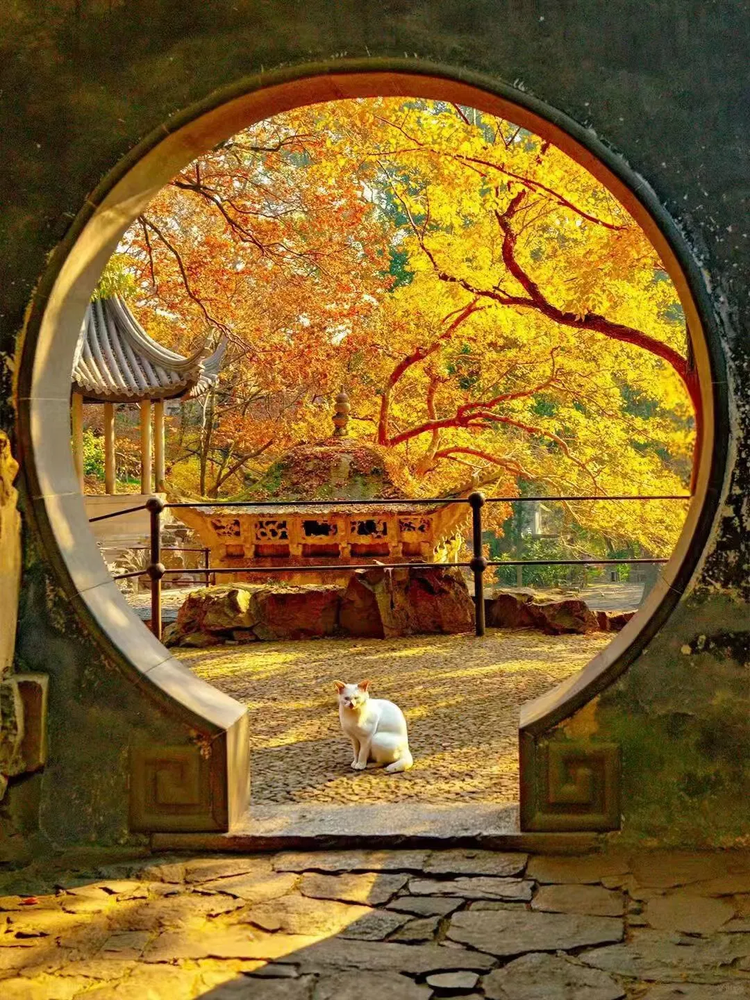 🎀诗意江南，邂逅苏州✨