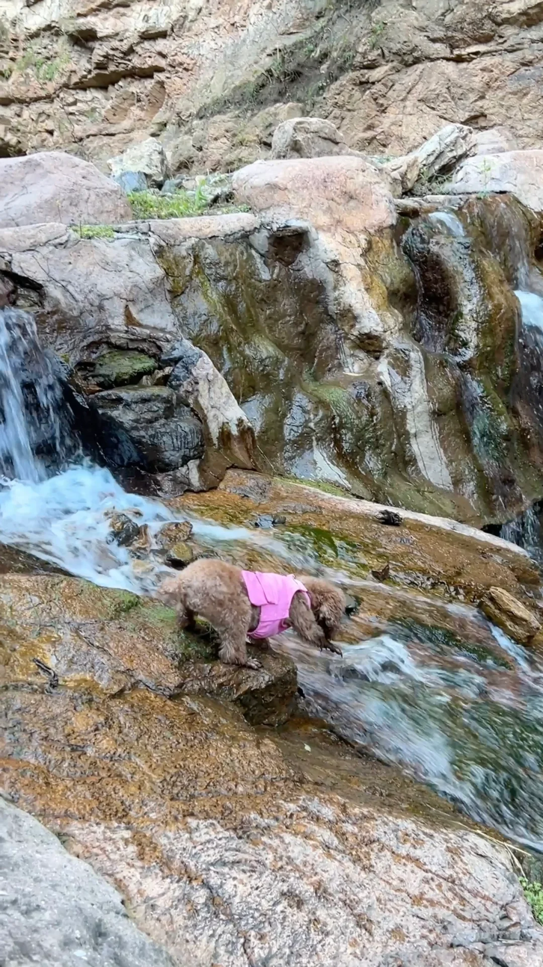 果冻的24年游玩报告🐶宠物友好景区分享~