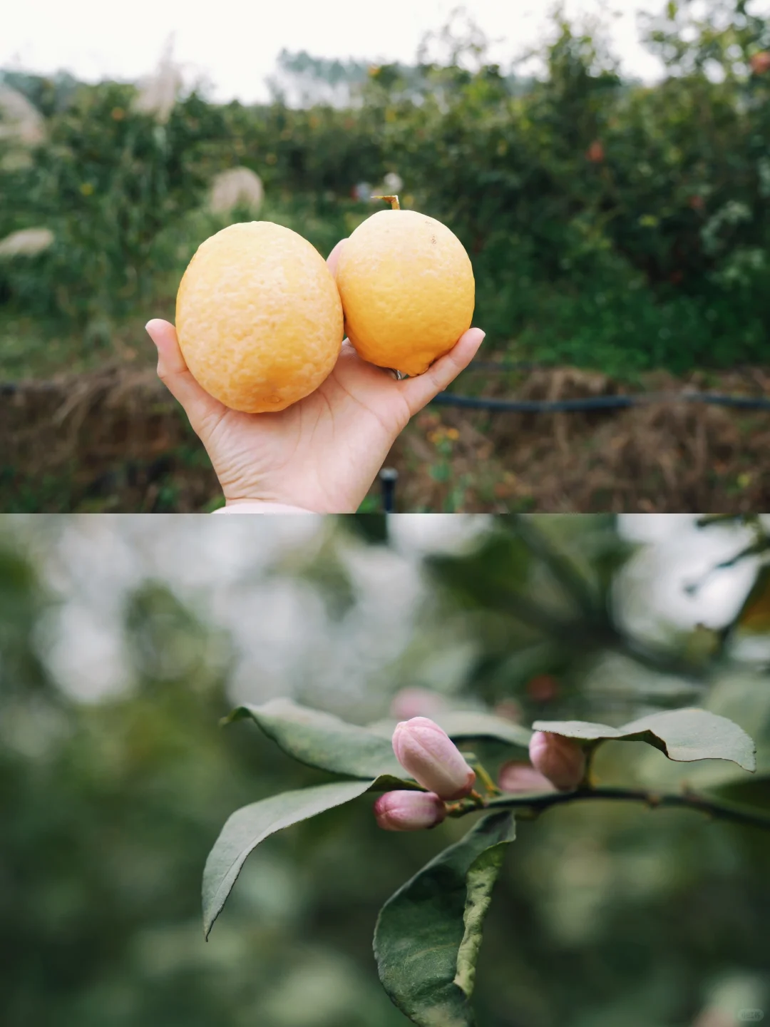 南宁遛娃｜离南宁最近的喀斯特山！摘果徒步！
