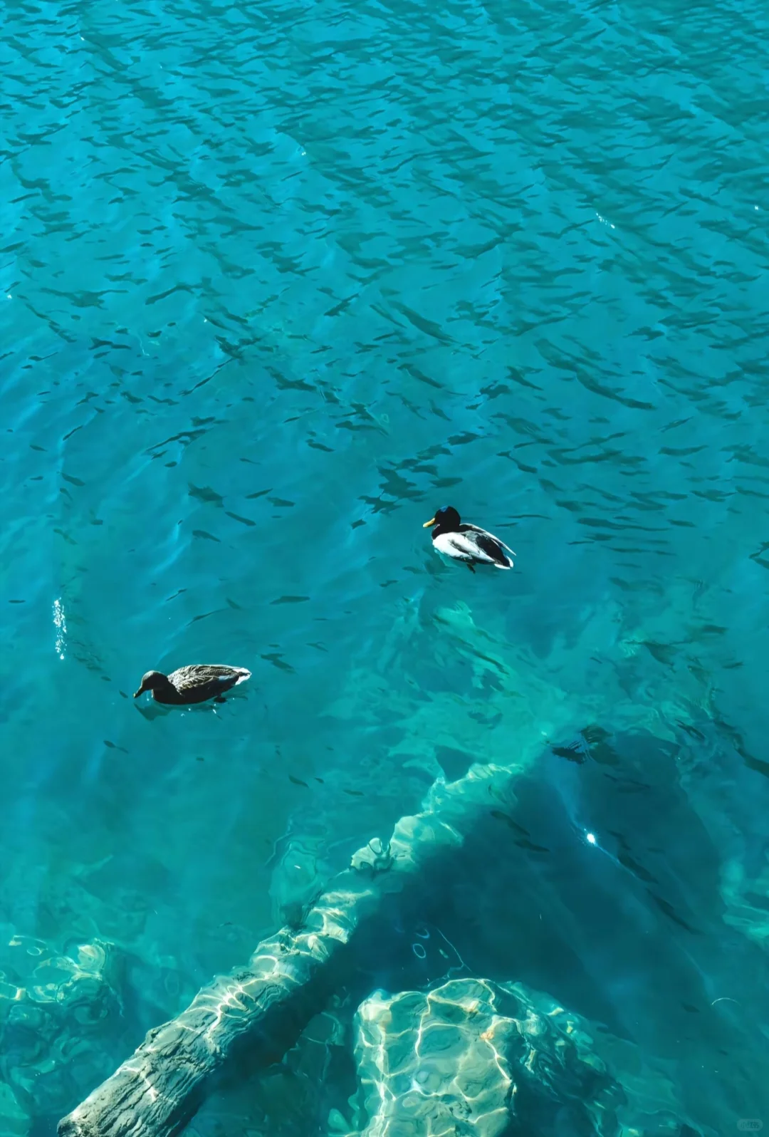 四川九寨沟旅游攻略