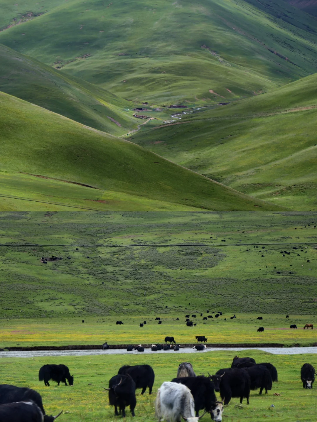 川西人民的嘴巴真严啊