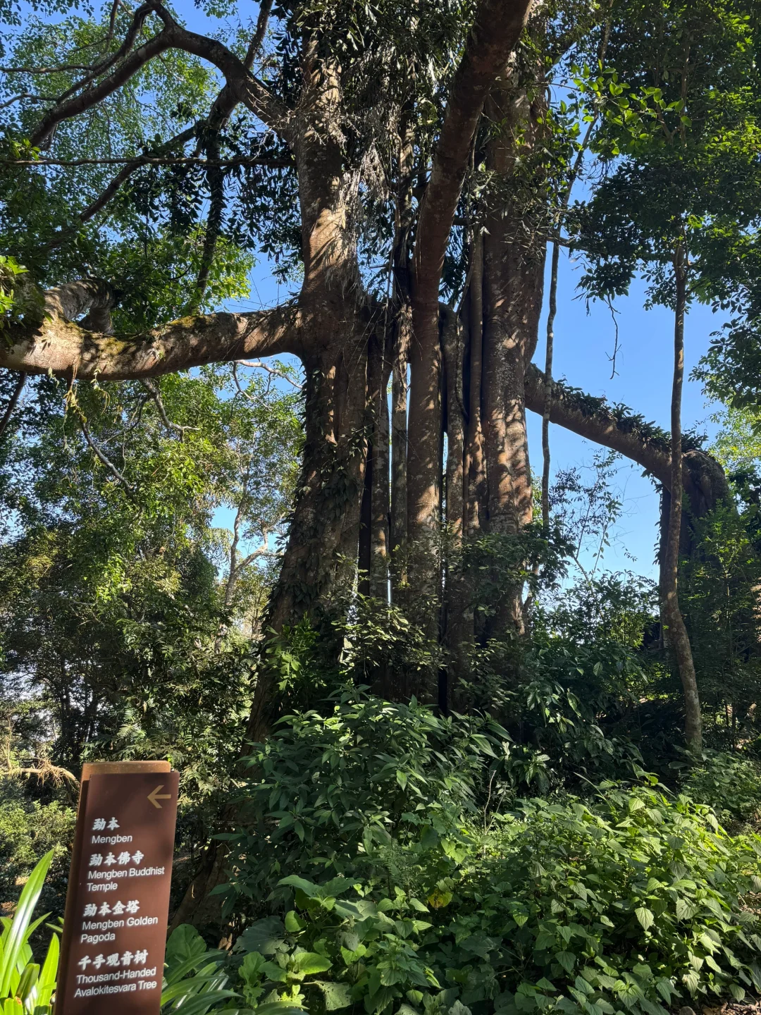 2025年1月12、13日景迈山旅游攻略