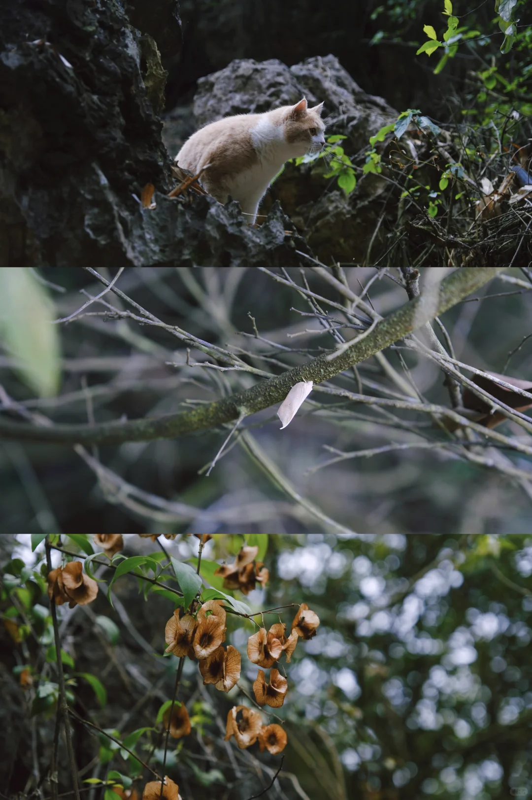 南宁遛娃｜离南宁最近的喀斯特山！摘果徒步！