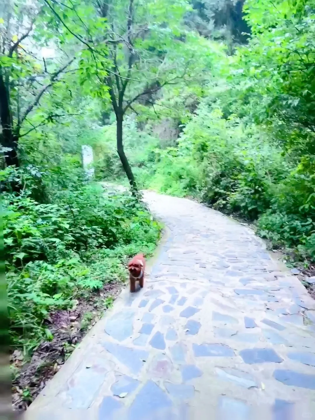 果冻的24年游玩报告🐶宠物友好景区分享~