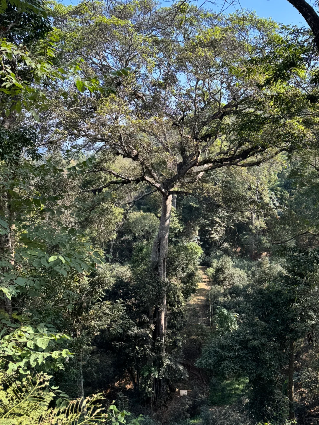 2025年1月12、13日景迈山旅游攻略