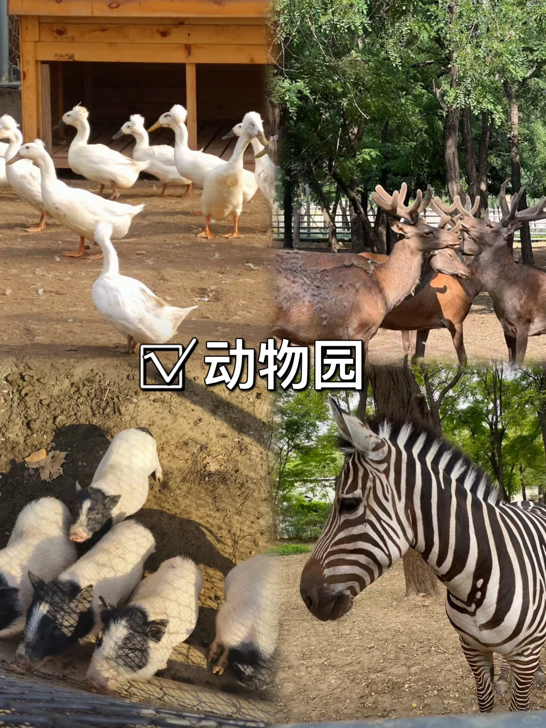 03女大📍邢台/两天一夜精华版旅游攻略